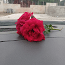 ولاء الخلايلة