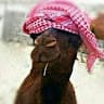 othman alhwiti (7safa)
